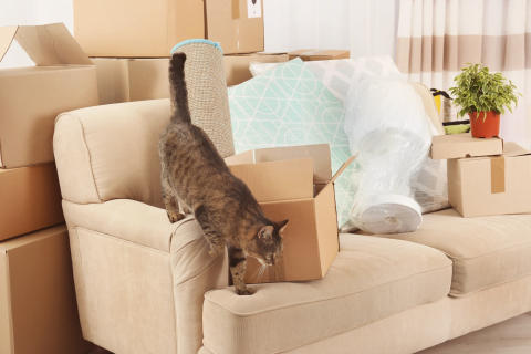9 Ways to Make Moving with Pets Less Stressful
