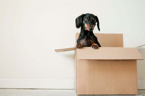 Moving By Yourself: Expert Advice for How To Move Alone